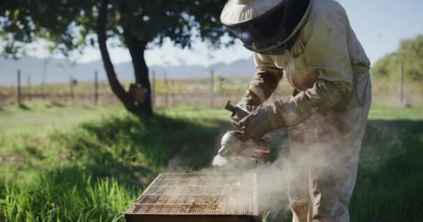 Platteland Imker Rook Landbouwer Handen Met Bijen Honing Landbouw Voor — Stockvideo