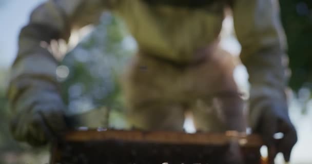 Fazenda Abelha Apicultor Com Colmeia Para Mel Para Produção Própolis — Vídeo de Stock
