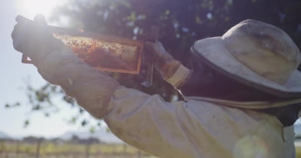 Bijenkader Landbouw Imker Met Bijenkorf Voor Honing Voor Propolis Honingraat — Stockvideo