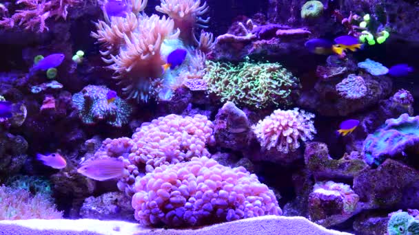 Anémona Mar Acuario Peces Nadando Arrecife Coral Para Paisaje Natural — Vídeos de Stock