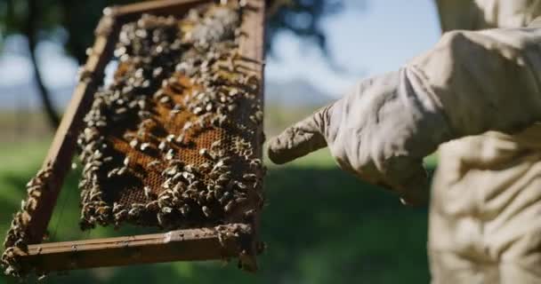 蜂房和养蜂人指向蜂房 为蜂窝 蜂窝和花粉生产提供蜂蜜 可持续农业和农民收割甜食 有机食物和天然食物的手 — 图库视频影像