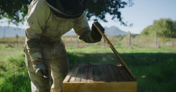农场和养蜂人与烟雾机蜂蜜 蜂窝和花粉生产 可持续农业和农民为收获农产品 有机和天然食品而吸烟的蜂箱 — 图库视频影像