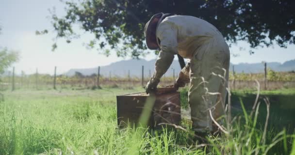 Bijen Honingteelt Imker Met Bijenkorf Voor Propolis Honingraatframe Stuifmeelproductie Bijenteelt — Stockvideo