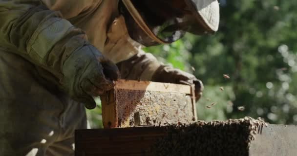蜜蜂和养蜂人 蜂房用于蜂胶 蜂窝和花粉的采蜜 可持续农业和拥有甜食 有机食物和天然食物框架的人 — 图库视频影像