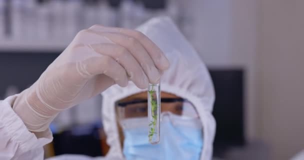 Échantillon Covivant Éprouvette Biologique Avec Botaniste Travaillant Dans Laboratoire Recherche — Video