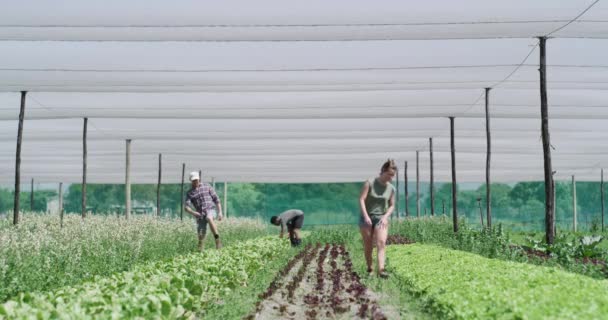 Теплица Работа Команде Фермеров Сельскохозяйственными Культурами Растениями Овощами Экологически Чистого — стоковое видео