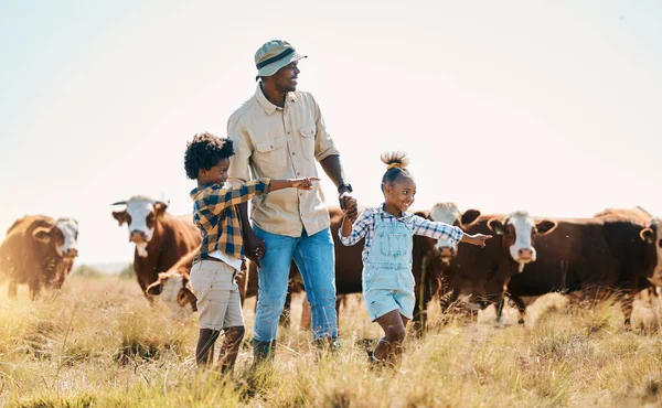 Family farm, father and children with animals outdoor for cattle, sustainability and travel. Black man and kids point and walking on a field for farmer adventure or holiday in countryside with cows.