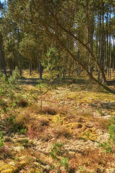 Dania Przyroda Krajobraz Środowisko Natura Królestwie Danii — Zdjęcie stockowe