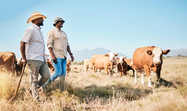 Agriculteur Hommes Équipe Vache Agriculture Avec Bétail Durabilité Agro Industrie — Photo