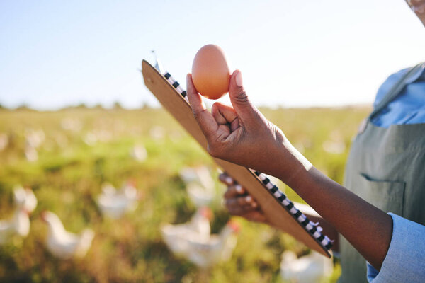 Женщина на ферме с яйцом, цыплятами, буфетом и устойчивым малым бизнесом в Африке. Птицевод с контрольным перечнем, контроль качества и человек в сельской местности на поле