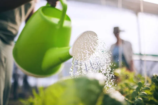 Tanaman Air Tetes Dan Pertanian Dengan Keberlanjutan Dan Kesehatan Rumah — Stok Foto