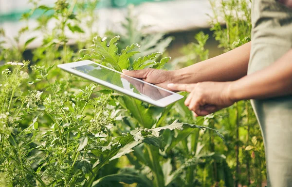 Kädet Tabletilla Tutkimus Nainen Puutarhassa Tarkistaa Internet Sivuston Tietoa Kasveista — kuvapankkivalokuva