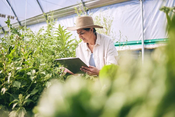 Mujer Mayor Agricultura Invernadero Con Portapapeles Inspección Cosecha Horticultura Agricultor — Foto de Stock