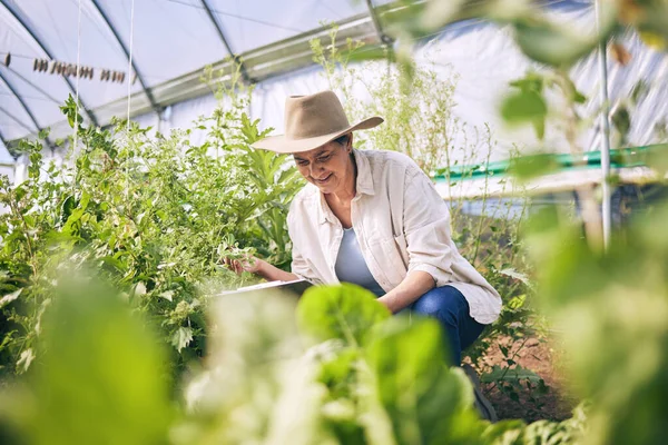 Starsza Kobieta Rolnictwo Szklarnia Roślinami Tabletka Kontroli Zbiory Uprawy Warzyw — Zdjęcie stockowe