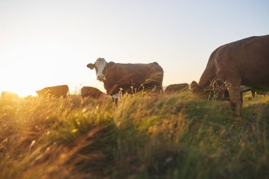 Cows, sunset and farm for dairy agriculture, meat and beef industry in countryside field, land and South Africa. Hereford cattle, animals or group of livestock in grass environment for agribusiness. clipart