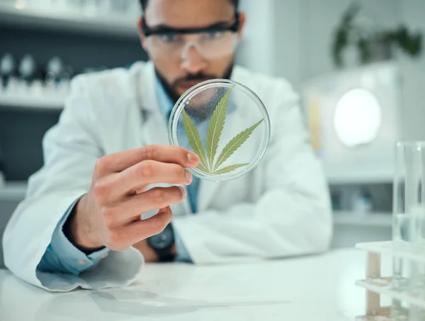 Hand, marijuana and science with a doctor man in a laboratory for research, innovation or ecology. Cannabis leaf, sustainability and sample with a male scientist working in a lab for cure development.