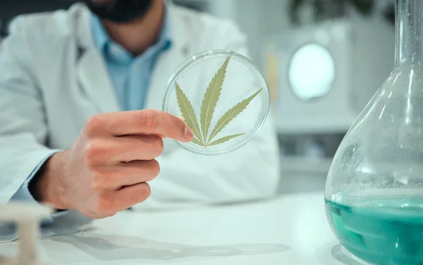 Hand, marijuana and science with a man in a laboratory for research, innovation or ecology. Cannabis leaf, sustainability and sample with a male doctor or scientist working in a lab for development.
