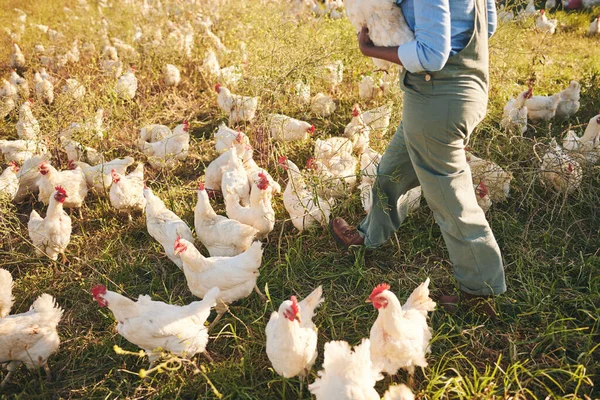 Kyckling Bonde Person Promenader Och Fält Med Flock Utomhus Och — Stockfoto
