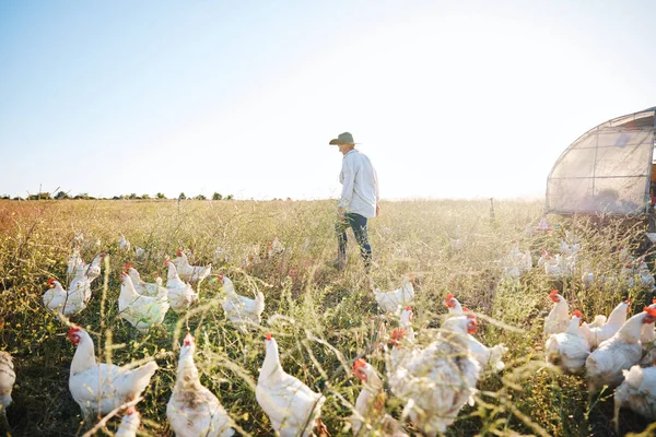 Walking Nature Farmer Farming Chicken Grass Field Harvesting Poultry Livestock — Stock Photo, Image