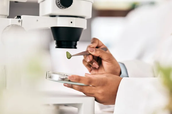 Naukowiec Ręce Liść Testowy Mikroskopem Badań Biotechnologicznych Roślin Płytek Petriego — Zdjęcie stockowe