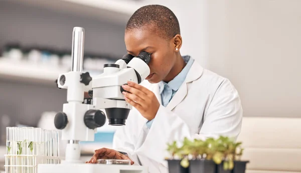 Science Woman Plants Microscope Laboratory Research Agriculture Sustainability Leaves Test — Stock Photo, Image