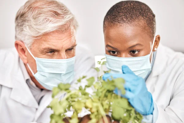 Forskning Man Eller Svart Kvinna Med Växter Vetenskap Eller Samverkan — Stockfoto