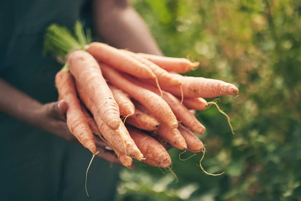Agricultor Mãos Cenouras Pessoais Agricultura Agricultura Sustentabilidade Com Cadeia Suprimentos — Fotografia de Stock