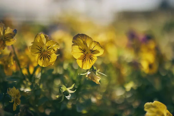 Kapalı Çiçekler Açık Alan Yaz Mevsiminde Gelişim Güzellik Doğa Için — Stok fotoğraf