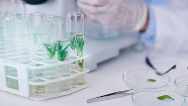 Bilim, bitki test tüpü ve büyüme araştırması, analiz ve ekoloji çalışmaları yapan bilim adamları. Laboratuvarda sürdürülebilirlik ve veri analizi için tarım, yaprak ve eko deneyi üzerinde çalışmalar.