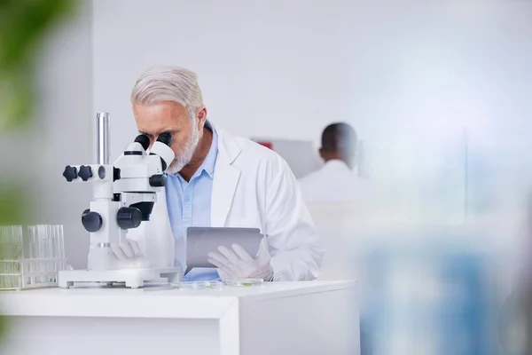 Science Laboratoire Homme Avec Microscope Tablette Recherche Avec Des Plantes — Photo