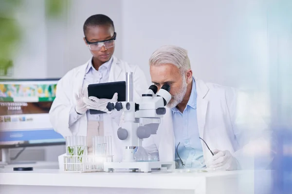 Nauka Czarna Kobieta Tabletem Mężczyzna Mikroskopem Biotechnologia Badania Roślinami Dla — Zdjęcie stockowe