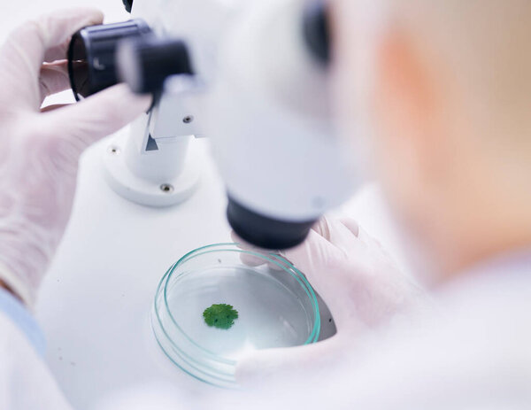 Leaf in petri dish, microscope and scientist with analysis, liquid solution and environment science with medical research. Investigation, review and agriculture, person check plant sample in lab.