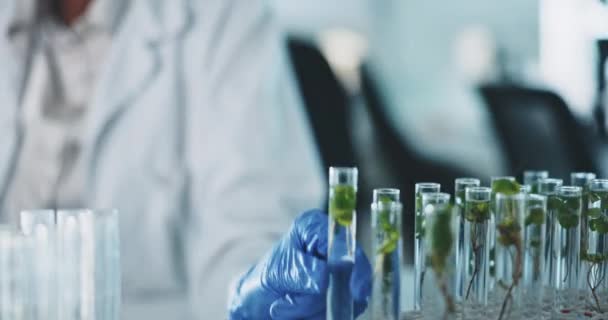 Reagenzglas Pflanze Und Wissenschaft Schwarze Frau Und Wissenschaftlerin Labor Medizinische — Stockvideo