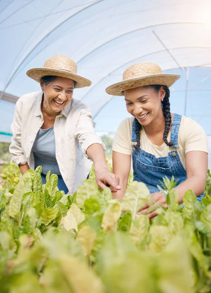 Zemědělství Zemědělství Ženy Hovoří Rostlinách Skleníku Pro Udržitelnost Happy People — Stock fotografie