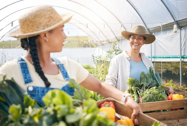Agricultura Agricultura Mujeres Con Verduras Trabajo Equipo Invernadero Para Sostenibilidad — Foto de Stock