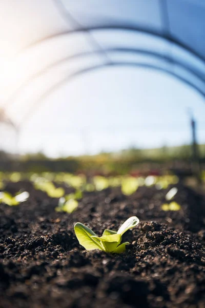 Plants, green growth and greenhouse background for farming, agriculture and vegetables growth in fertilizer or soil. Empty field for agro business, sustainability and gardening with leaves or lettuce.