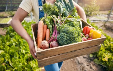 Sera, bir kutu sebzeli kadın elleri ve tarımda sürdürülebilir küçük işletmeler. Çiftlikte çalışan bir kız, yazın doğal yiyecekler ve tarım yetiştirme organik pancar, havuç ve biberle.
