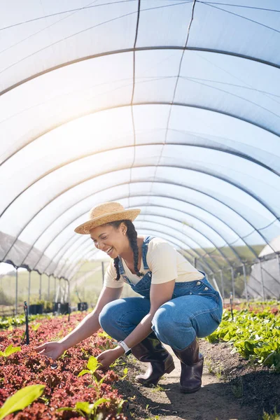 Farmer, woman and plants in greenhouse for farming, agriculture and vegetables growth or production. Excited worker in field for quality assurance, gardening or green and red lettuce in agro business.