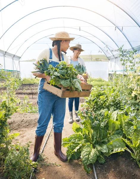 Women team, agriculture and vegetable farming in a greenhouse for harvest and sustainability. Farmer people working together on a farm for eco lifestyle, agro startup or organic food for wellness.