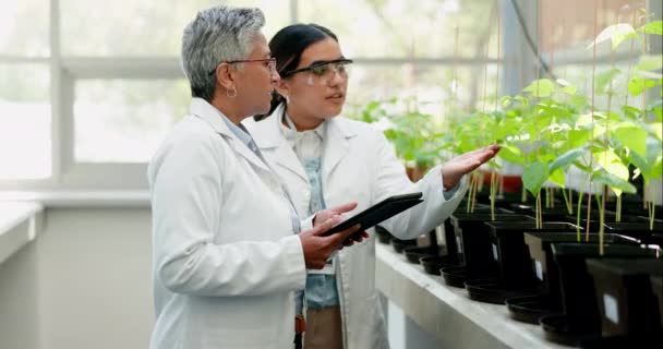 Akıl Hocası Öğrenci Botanikçi Tartışmalarında Kadınların Bilim Adamı Bitki Ekip — Stok video