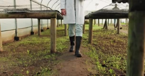 Jordbruk Växthus Ben Och Person Promenader Kontrollera Växters Tillväxt Eller — Stockvideo