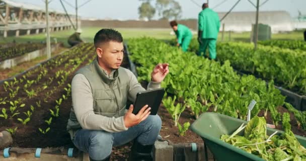 Homem Tablet Plantas Efeito Estufa Agricultura Jardinagem Inspeção Agrícola Para — Vídeo de Stock