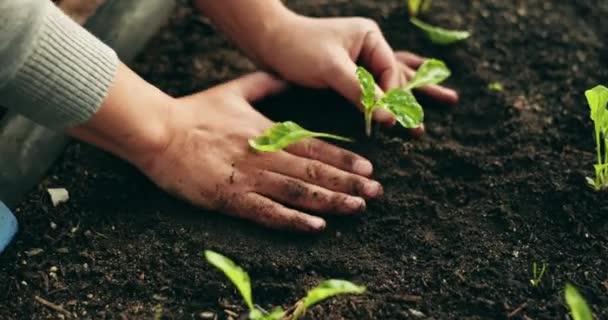 Χέρια Προσώπου Φυτά Και Κηπουρική Λίπασμα Για Αειφορία Οικολογική Γεωργία — Αρχείο Βίντεο