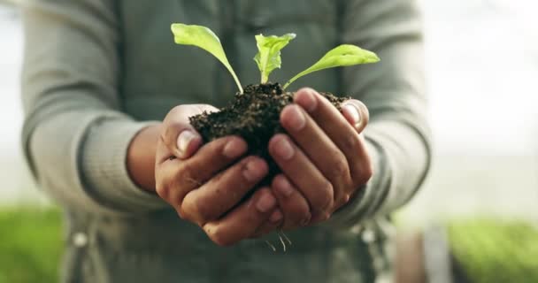Фермерские Руки Растения Садоводство Устойчивом Состоянии Экологически Чистое Земледелие Овощи — стоковое видео