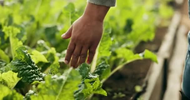 Feldbegehung Hände Und Personen Die Umweltforschung Betreiben Nachhaltige Rechenschaftspflicht Übernehmen — Stockvideo
