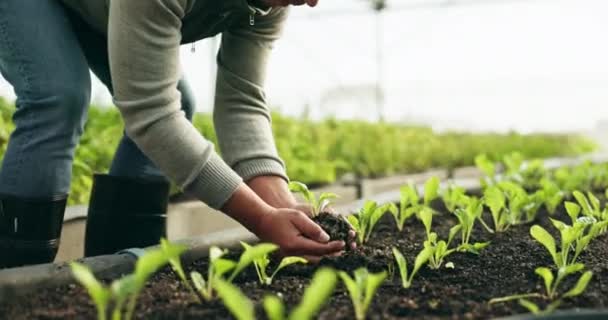 Boer Handen Planten Landbouw Meststof Voor Duurzaamheid Milieuvriendelijke Landbouw Groenten — Stockvideo