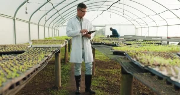 Pflanzen Tabletten Und Gewächshäuser Wissenschaftler Mann Oder Agronom Für Landwirtschaftliche — Stockvideo