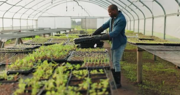 Ферма Экология Черный Человек Оранжерее Роста Время Переноски Растений Течение — стоковое видео