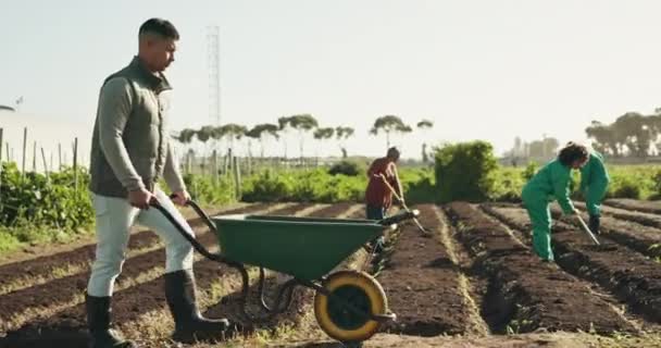 そして農場の人々は野菜のための車いすを持っており 収穫や作物を生産している 農業のための分野における男性と女性の農業 持続可能性とチーム — ストック動画