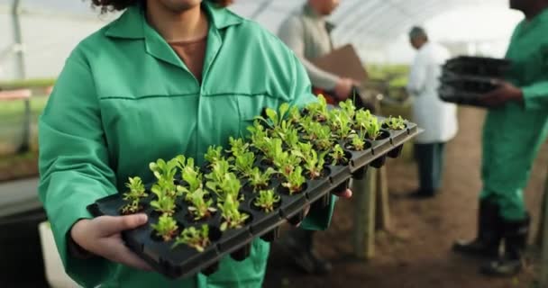 妇女和植物在可持续商业中为农业增长和发展的托盘中发芽 农耕工人 土壤和蔬菜种植中的草药以及生态友好型粮食生产 — 图库视频影像